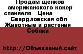 Продам щенков американского кокер спаниеля › Цена ­ 10 000 - Свердловская обл. Животные и растения » Собаки   